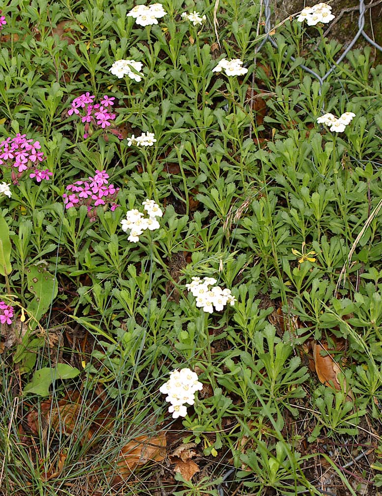 Achillea erba-rotta/Millefoglio erba-rotta